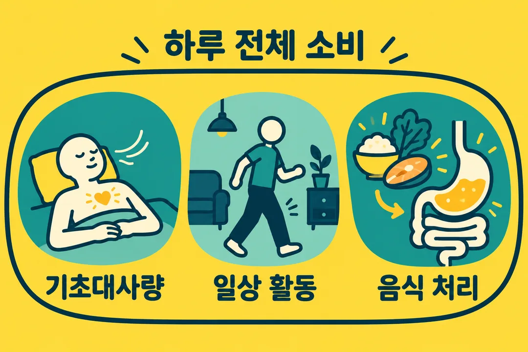 정보 그림. 하루 전체 소비 안에 기초대사량, 일상 활동, 음식 처리에 쓰는 에너지가 함께 있음을 보인다.