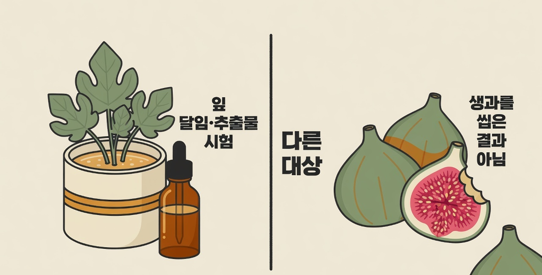 무화과 잎 달임·추출물 시험 도구와 생무화과를 갈라 두고 생과를 씹은 결과가 아니라는 설명용 그림. AI 생성.